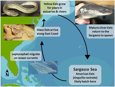 An Anguillid lens: how Eels reconnect people and waterways